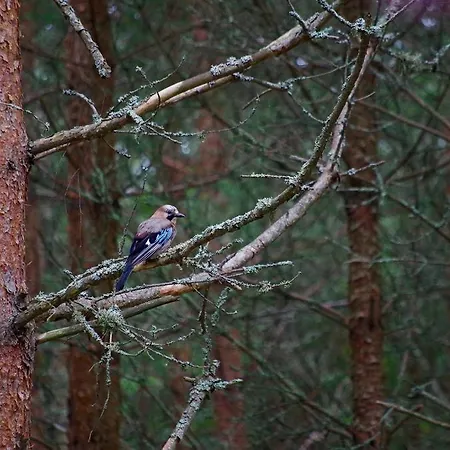 Puhkemaja Metsaaeaere