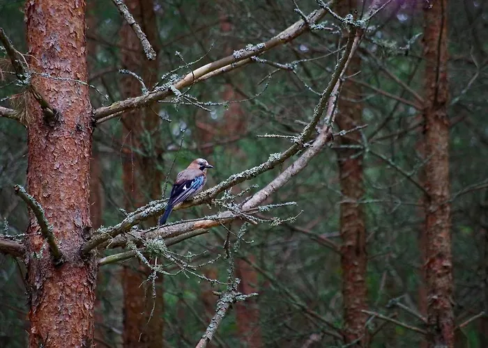 Prázdninový dům Metsaaeaere